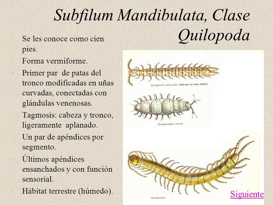 Subfilum Mandibulata, Clase Quilopoda