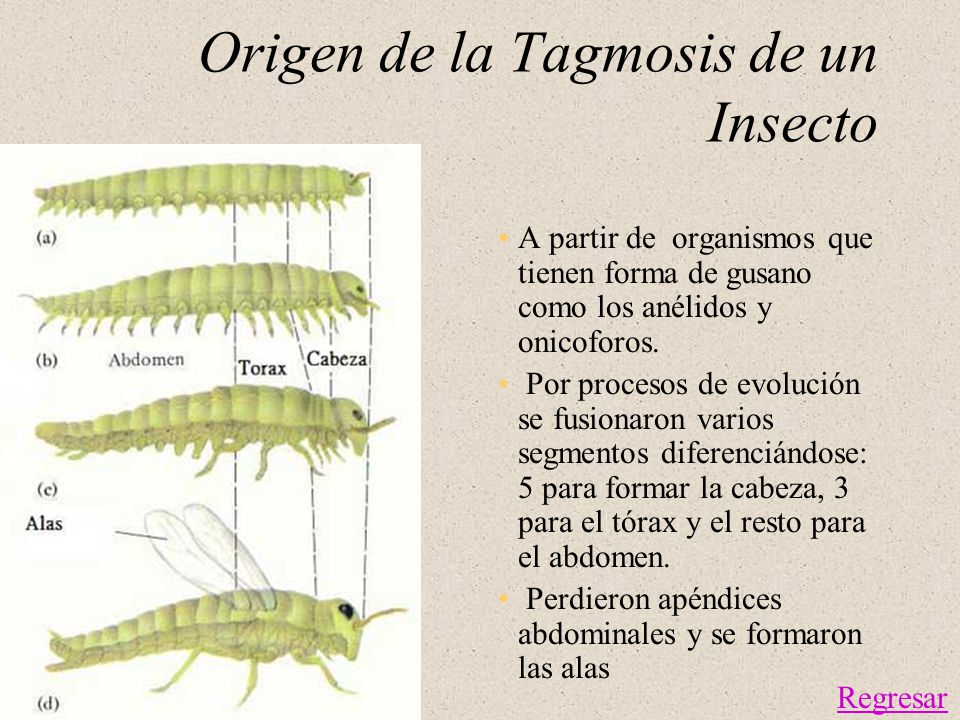 Origen de la Tagmosis de un Insecto