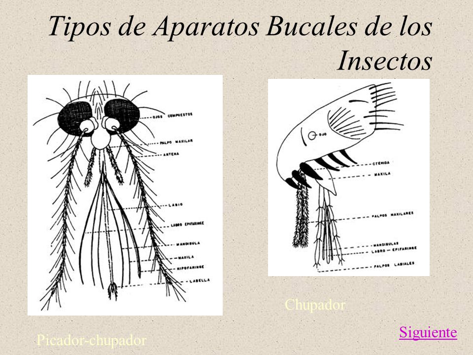 Tipos de Aparatos Bucales de los Insectos