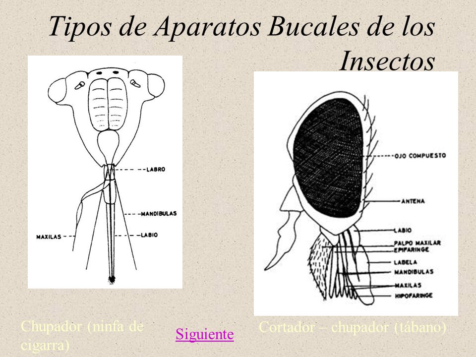 Tipos de Aparatos Bucales de los Insectos
