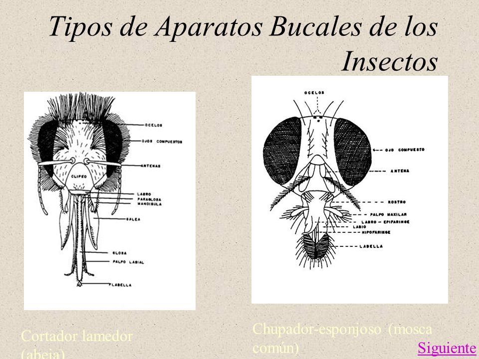 Tipos de Aparatos Bucales de los Insectos