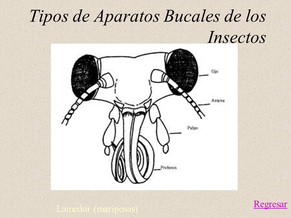Tipos de Aparatos Bucales de los Insectos