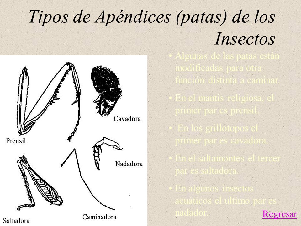 Tipos de Apéndices (patas) de los Insectos