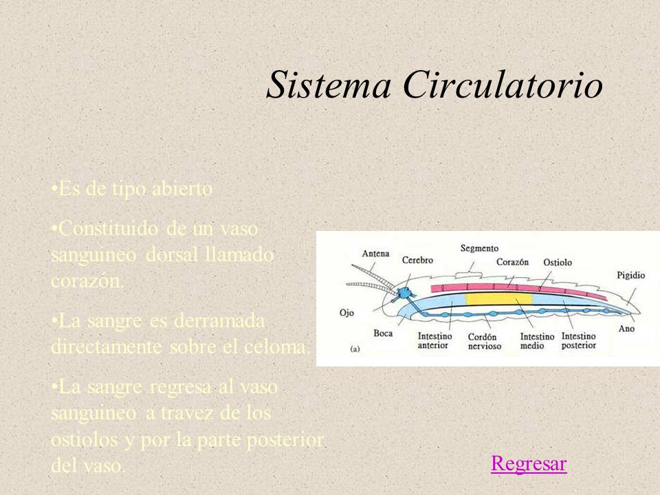 Sistema Circulatorio Es de tipo abierto