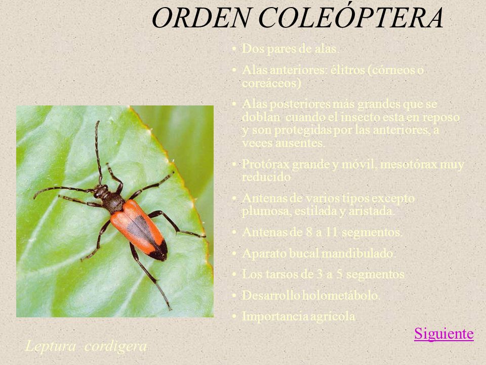 ORDEN COLEÓPTERA Siguiente Leptura cordigera Dos pares de alas.