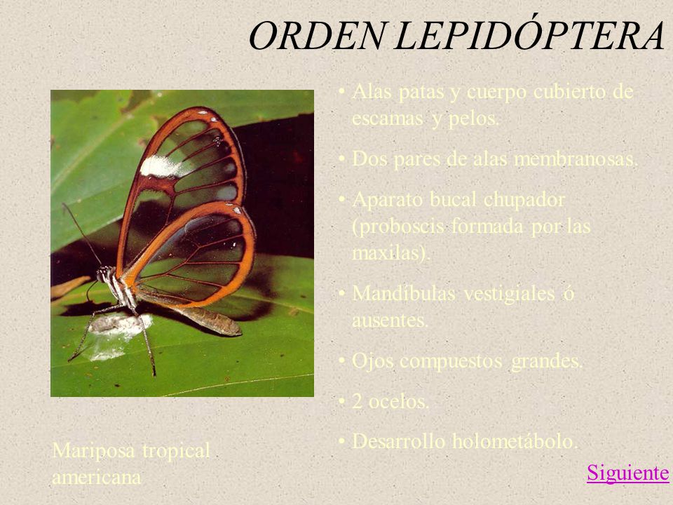 ORDEN LEPIDÓPTERA Alas patas y cuerpo cubierto de escamas y pelos.