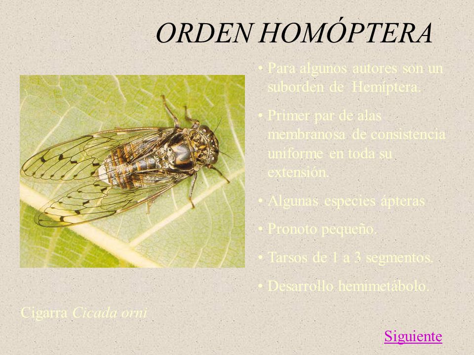 ORDEN HOMÓPTERA Para algunos autores son un suborden de Hemíptera.