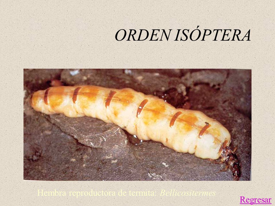 ORDEN ISÓPTERA Hembra reproductora de termita: Bellicositermes