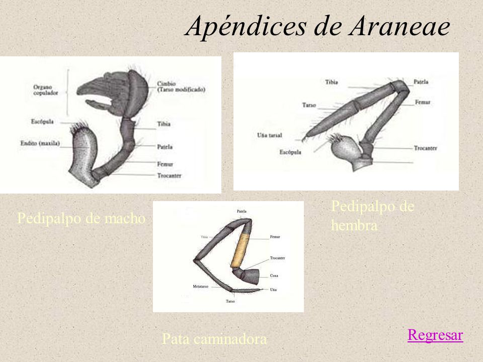 Apéndices de Araneae Pedipalpo de hembra Pedipalpo de macho Regresar