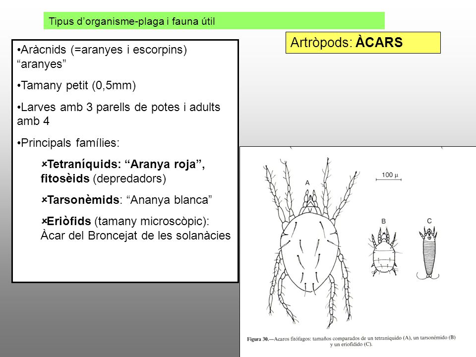Artròpods: ÀCARS Aràcnids (=aranyes i escorpins) aranyes