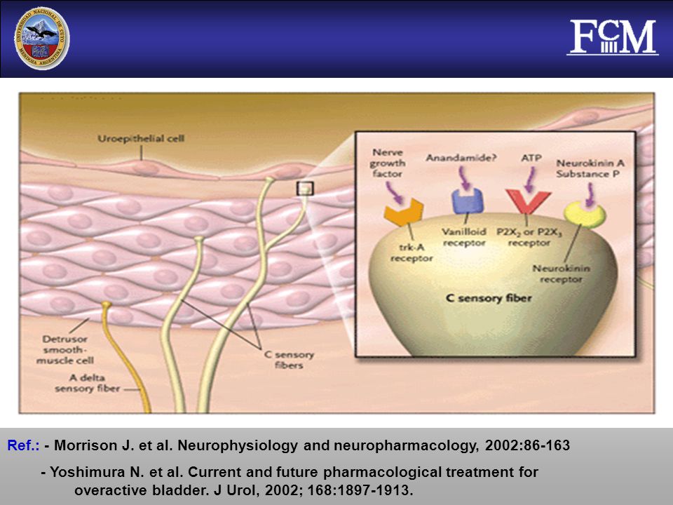 Ref.: - Morrison J. et al. Neurophysiology and neuropharmacology, 2002:86-163
