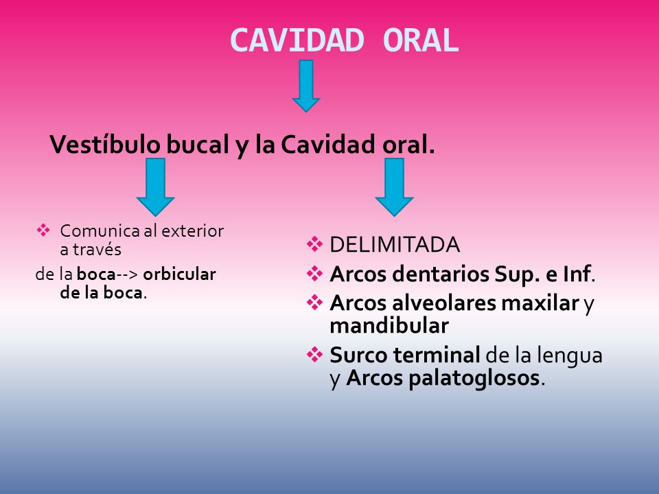 CAVIDAD ORAL Vestíbulo bucal y la Cavidad oral. DELIMITADA