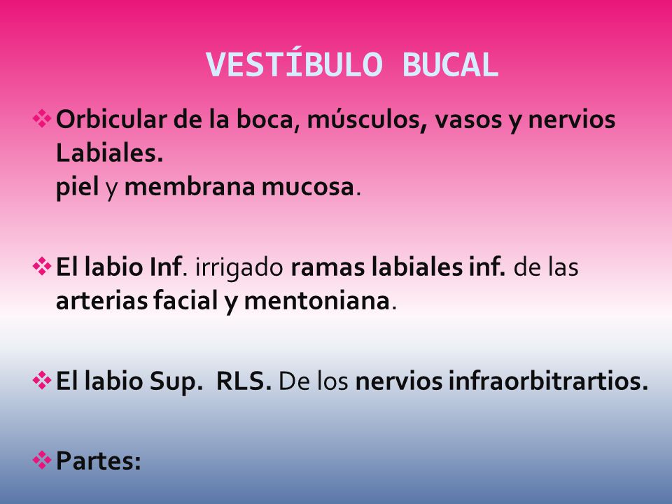 VESTÍBULO BUCAL Orbicular de la boca, músculos, vasos y nervios Labiales. piel y membrana mucosa.