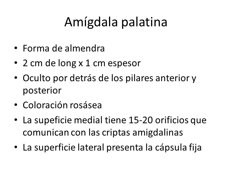 Amígdala palatina Forma de almendra 2 cm de long x 1 cm espesor