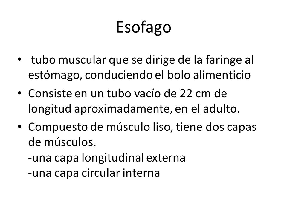 Esofago tubo muscular que se dirige de la faringe al estómago, conduciendo el bolo alimenticio