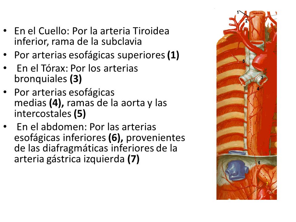 En el Cuello: Por la arteria Tiroidea inferior, rama de la subclavia