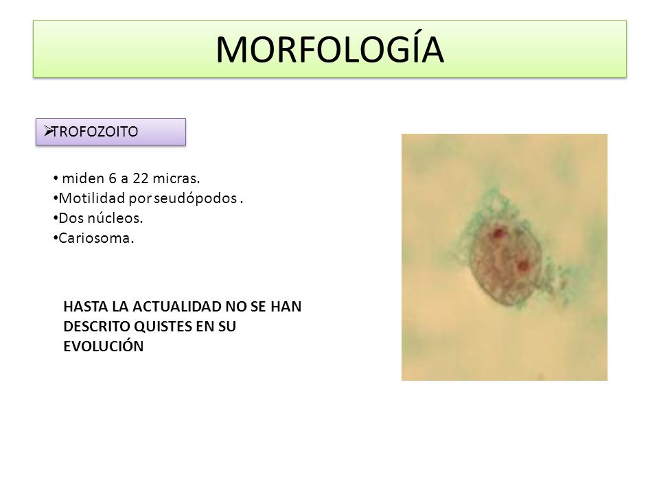 MORFOLOGÍA TROFOZOITO miden 6 a 22 micras. Motilidad por seudópodos .
