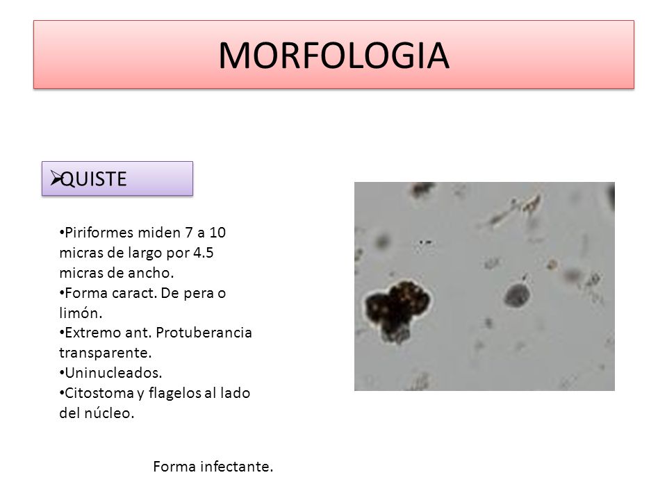 MORFOLOGIA QUISTE. Piriformes miden 7 a 10 micras de largo por 4.5 micras de ancho. Forma caract. De pera o limón.