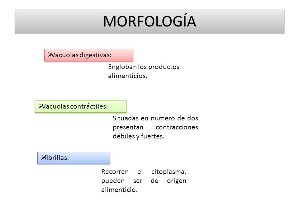 MORFOLOGÍA Vacuolas digestivas: Engloban los productos alimenticios.