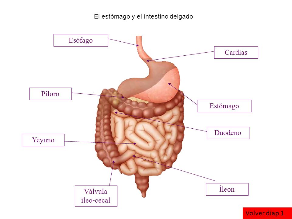 El estómago y el intestino delgado