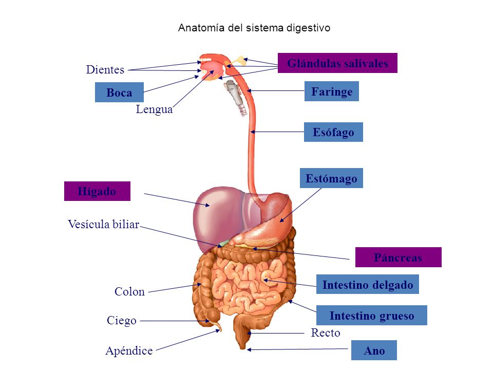 Anatomía del sistema digestivo
