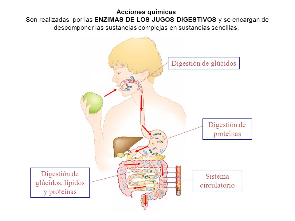 Digestión de proteínas