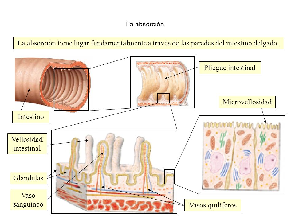 Vellosidad intestinal