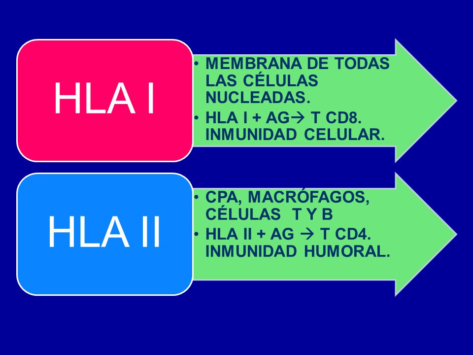 HLA I MEMBRANA DE TODAS LAS CÉLULAS NUCLEADAS. HLA I + AG T CD8. INMUNIDAD CELULAR. HLA II. CPA, MACRÓFAGOS, CÉLULAS T Y B.