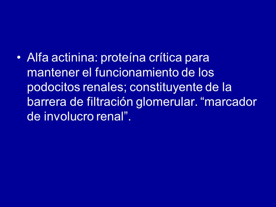 Alfa actinina: proteína crítica para mantener el funcionamiento de los podocitos renales; constituyente de la barrera de filtración glomerular. marcador de involucro renal .