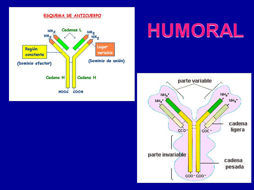 HUMORAL El reconocer ag`s es la base de la respuesta inmune especifica, tanto en la mediada por los linfo B como los T.