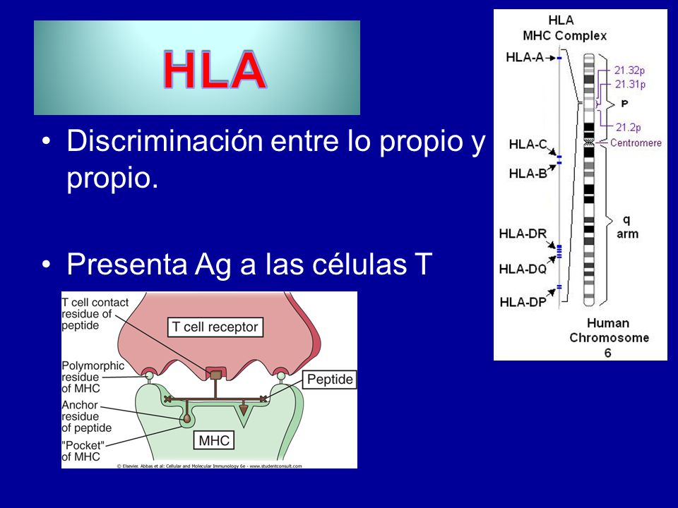 HLA Discriminación entre lo propio y lo no lo no propio.
