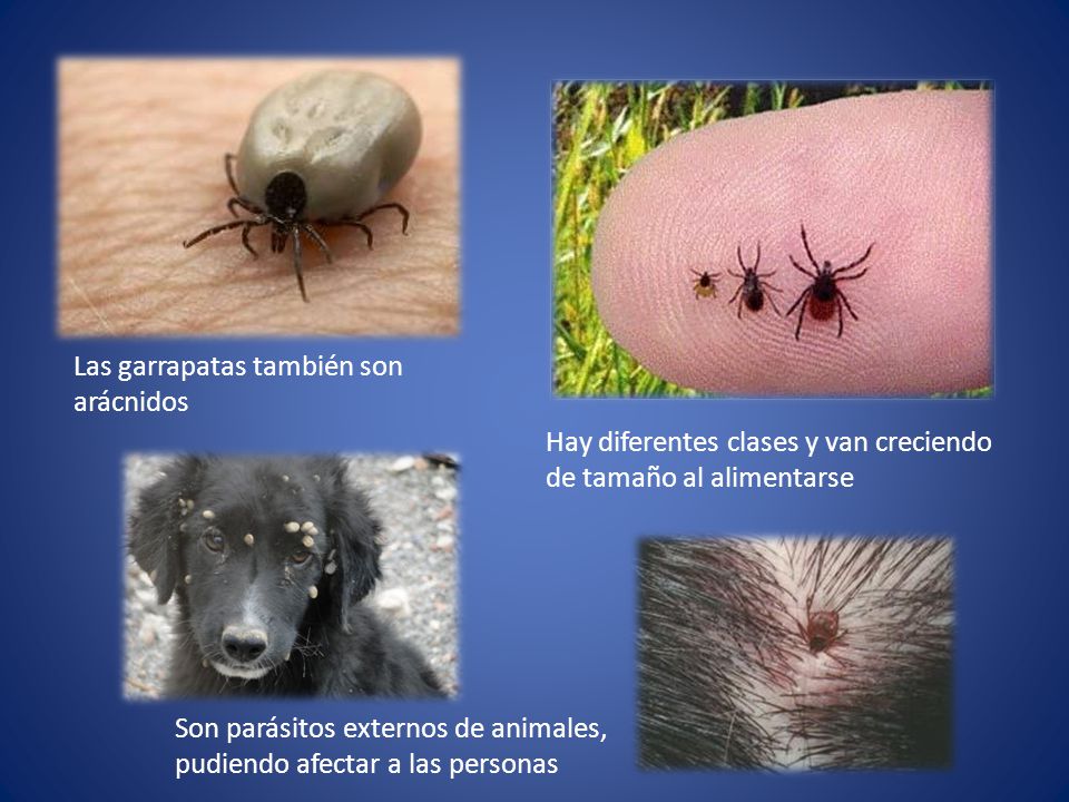 Las garrapatas también son arácnidos