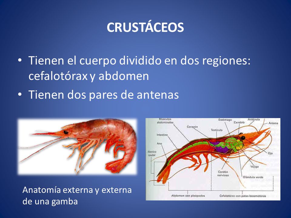 CRUSTÁCEOS Tienen el cuerpo dividido en dos regiones: cefalotórax y abdomen. Tienen dos pares de antenas.