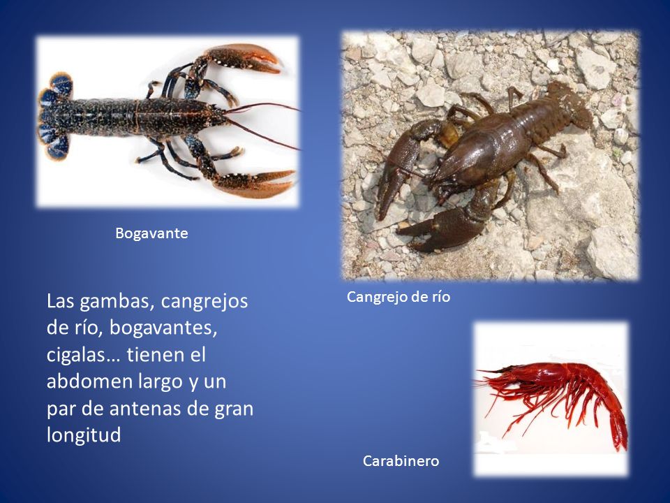 Bogavante Las gambas, cangrejos de río, bogavantes, cigalas… tienen el abdomen largo y un par de antenas de gran longitud.