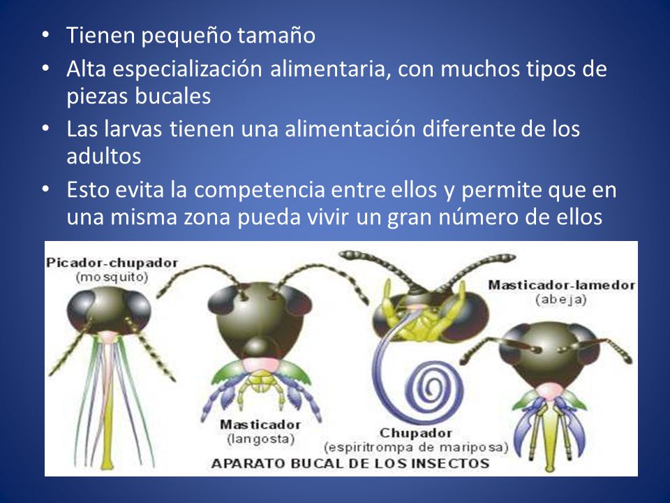 Tienen pequeño tamaño Alta especialización alimentaria, con muchos tipos de piezas bucales.