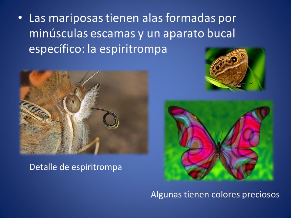 Las mariposas tienen alas formadas por minúsculas escamas y un aparato bucal específico: la espiritrompa