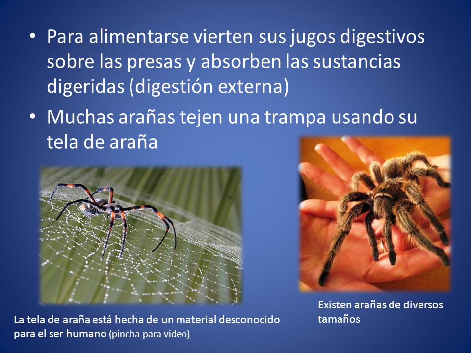 Muchas arañas tejen una trampa usando su tela de araña