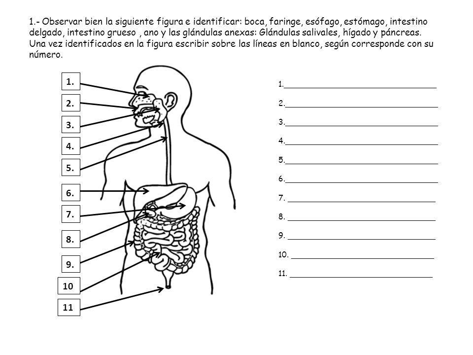1.- Observar bien la siguiente figura e identificar: boca, faringe, esófago, estómago, intestino delgado, intestino grueso , ano y las glándulas anexas: Glándulas salivales, hígado y páncreas.