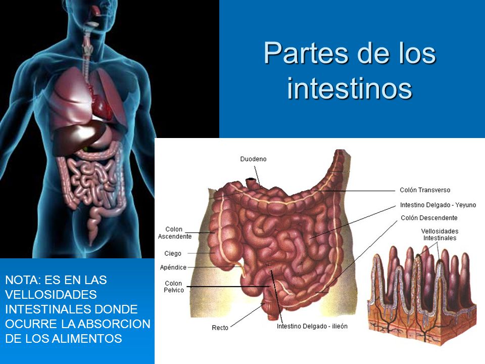Partes de los intestinos