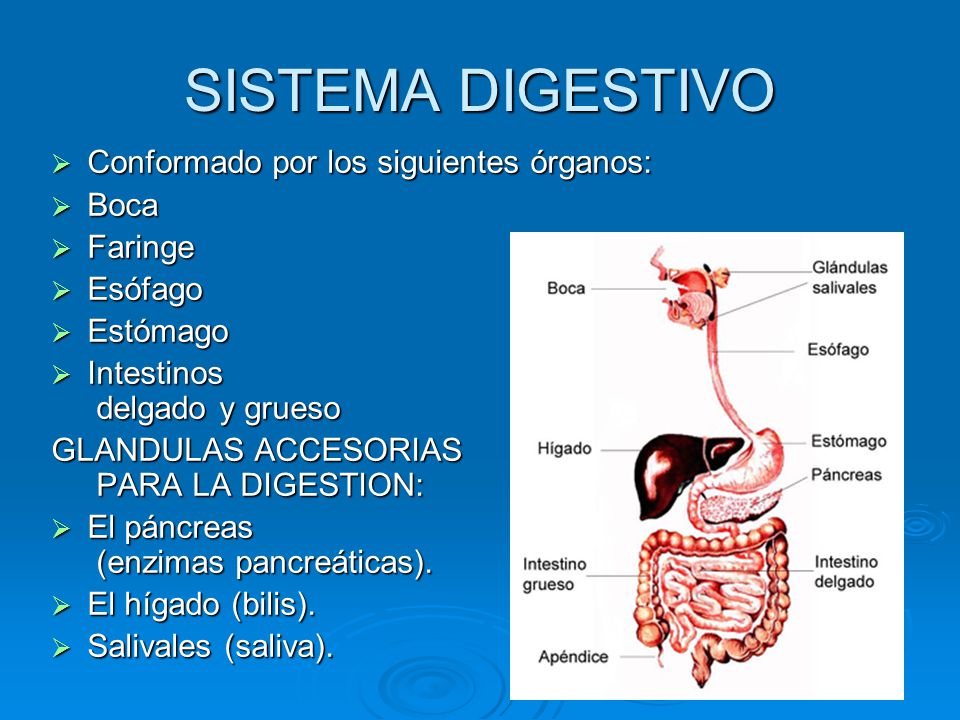 SISTEMA DIGESTIVO Conformado por los siguientes órganos: Boca Faringe