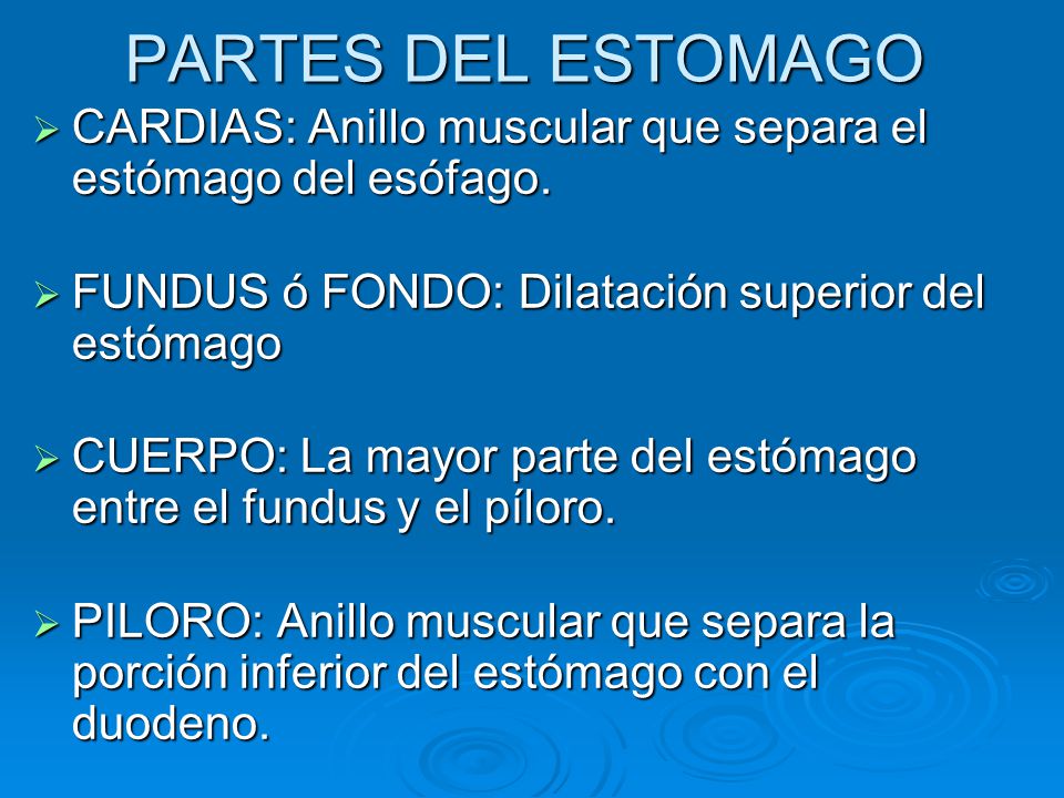 PARTES DEL ESTOMAGO CARDIAS: Anillo muscular que separa el estómago del esófago. FUNDUS ó FONDO: Dilatación superior del estómago.