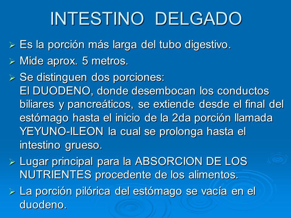 INTESTINO DELGADO Es la porción más larga del tubo digestivo.