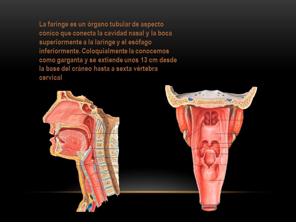 La faringe es un órgano tubular de aspecto cónico que conecta la cavidad nasal y la boca superiormente a la laringe y el esófago inferiormente.