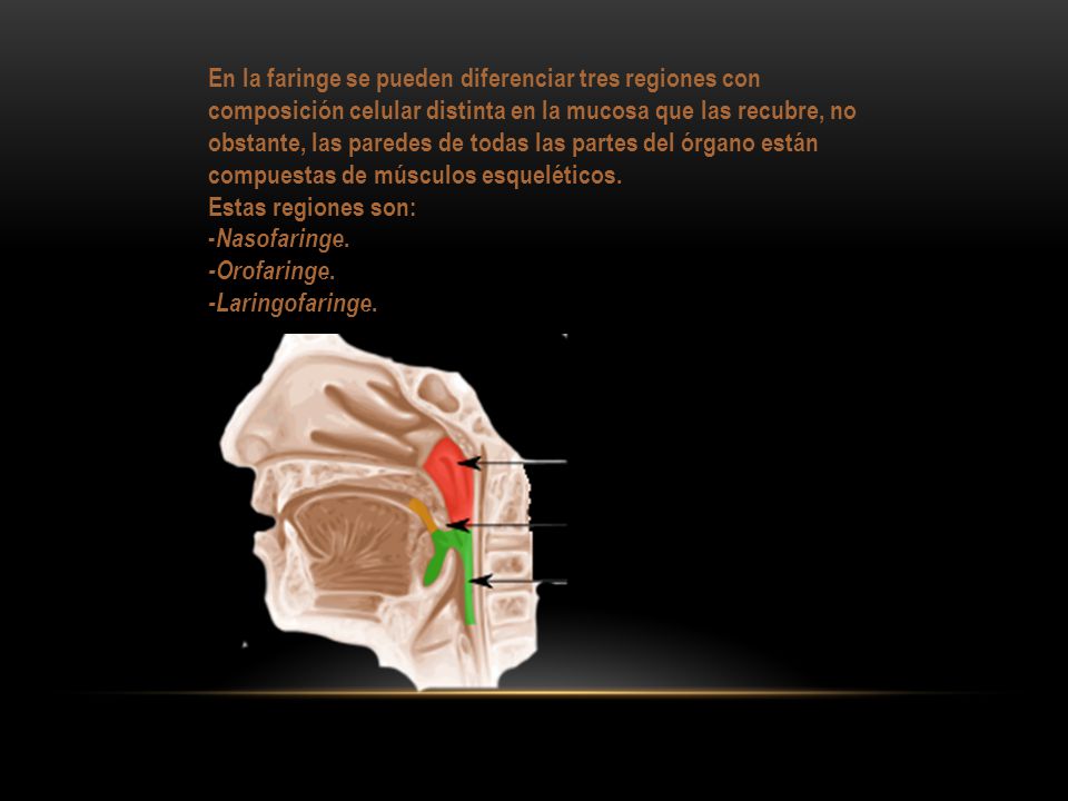 En la faringe se pueden diferenciar tres regiones con composición celular distinta en la mucosa que las recubre, no obstante, las paredes de todas las partes del órgano están compuestas de músculos esqueléticos.