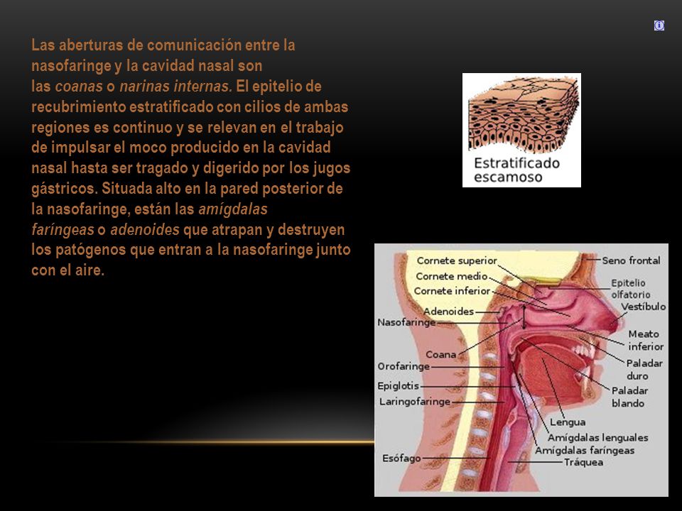 Las aberturas de comunicación entre la nasofaringe y la cavidad nasal son las coanas o narinas internas. El epitelio de recubrimiento estratificado con cilios de ambas regiones es continuo y se relevan en el trabajo de impulsar el moco producido en la cavidad nasal hasta ser tragado y digerido por los jugos gástricos.