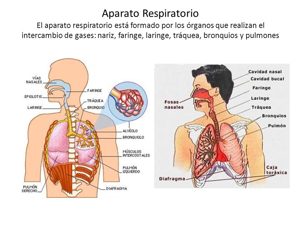 Aparato Respiratorio El aparato respiratorio está formado por los órganos que realizan el intercambio de gases: nariz, faringe, laringe, tráquea, bronquios y pulmones