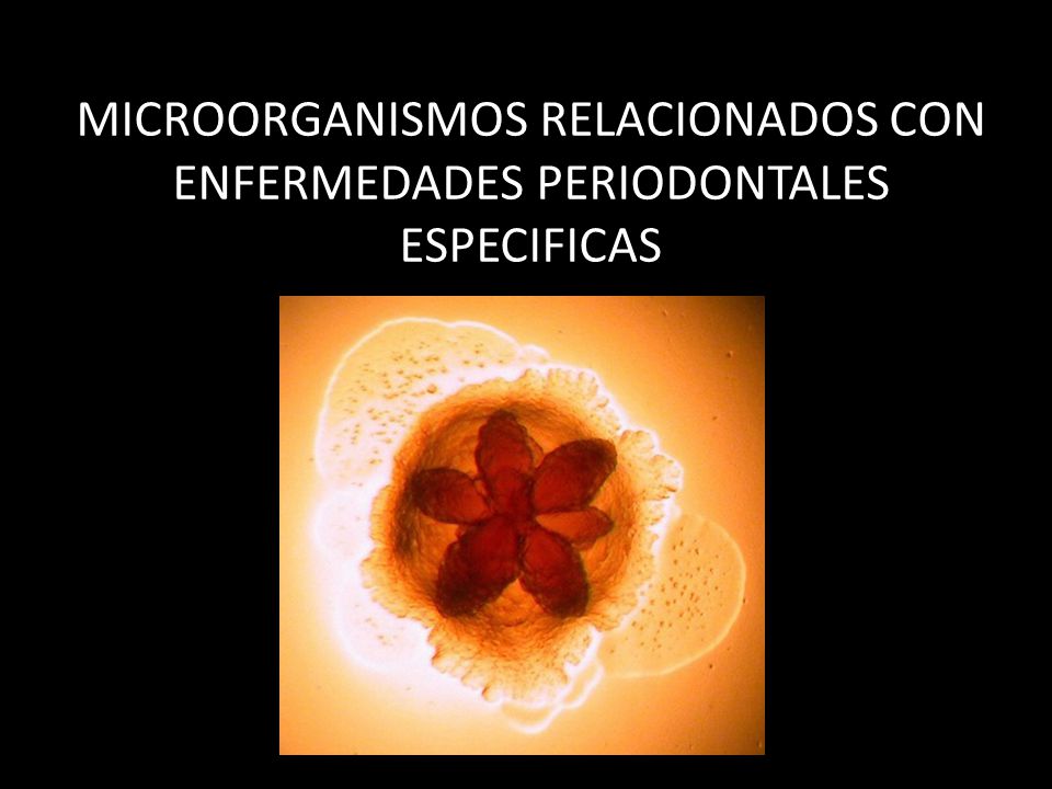 MICROORGANISMOS RELACIONADOS CON ENFERMEDADES PERIODONTALES ESPECIFICAS