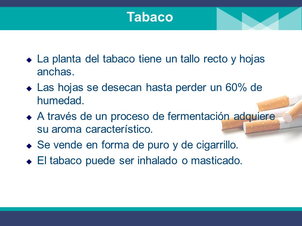 Tabaco La planta del tabaco tiene un tallo recto y hojas anchas.
