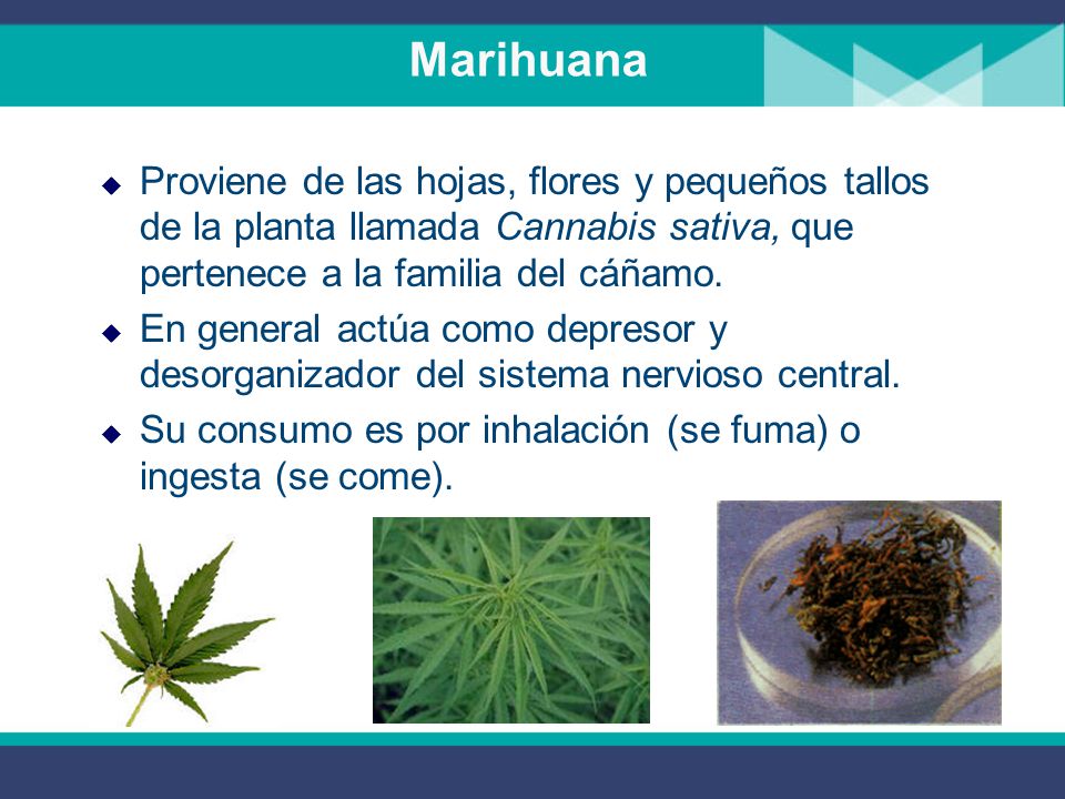 Marihuana Proviene de las hojas, flores y pequeños tallos de la planta llamada Cannabis sativa, que pertenece a la familia del cáñamo.