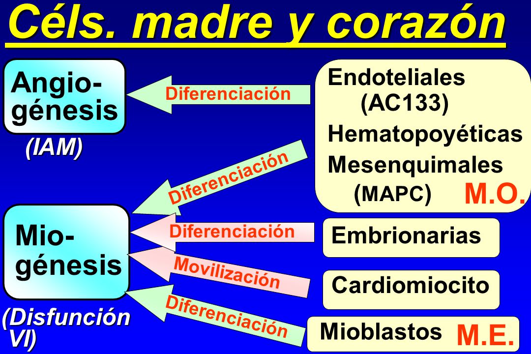 Céls. madre y corazón Angio- génesis M.O. Mio- génesis M.E.